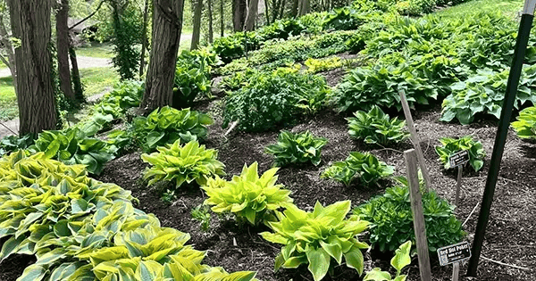 Hostas display garden