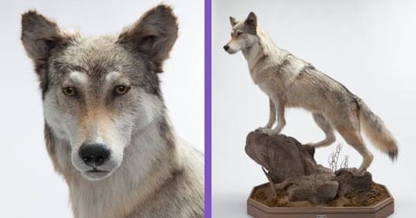 Missouri History Museum Wolf
