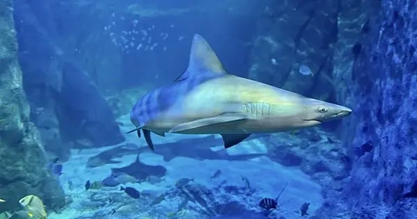 Shark Canyon
