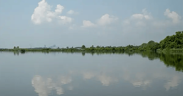 View of the St. Louis skyline from Horseshoe Lake State Park in Illinois
