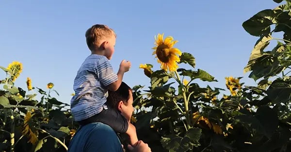 Sunflower field